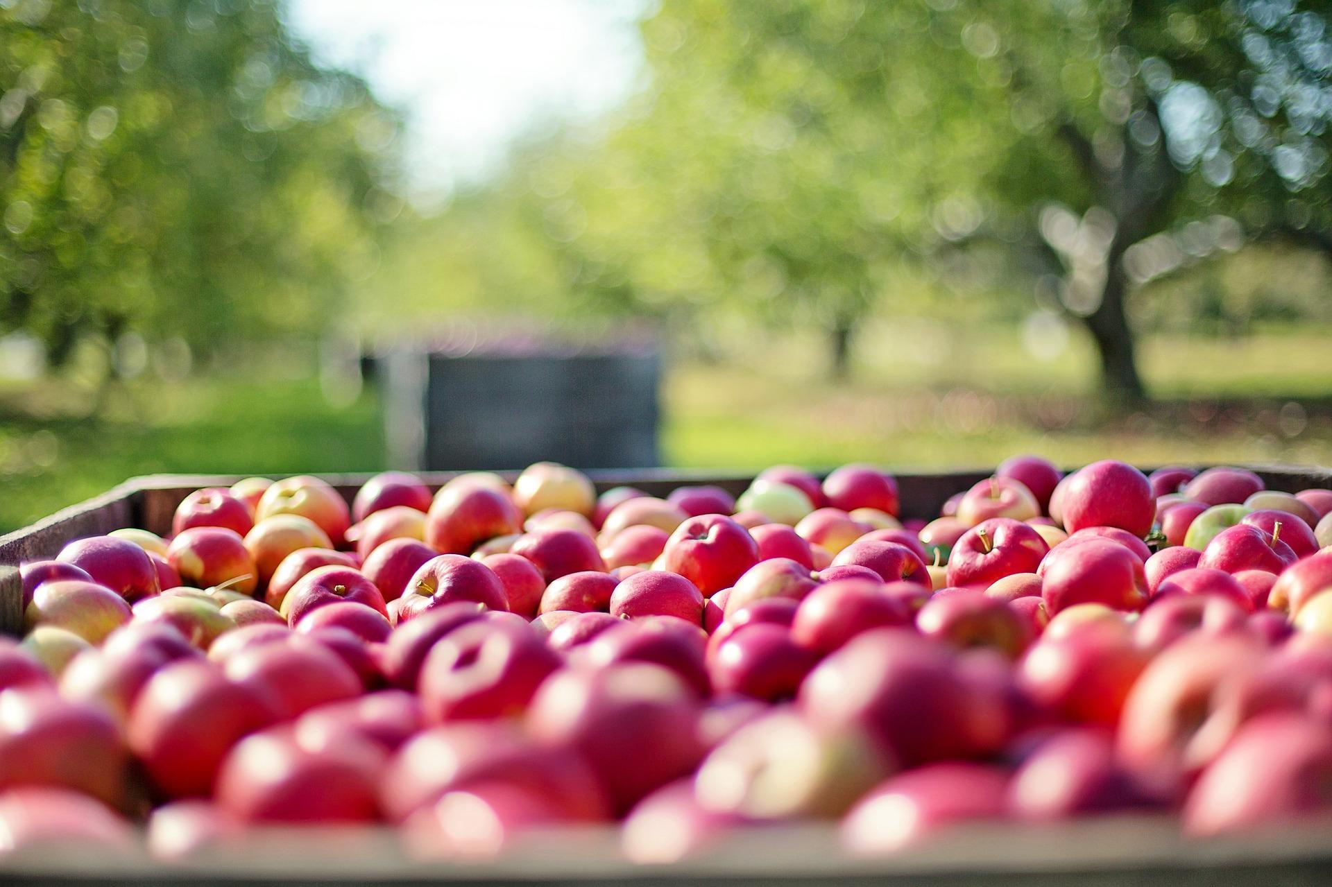 apples-g758800ebf_1920